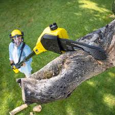 Best Lawn Disease Treatment  in Dover, NH